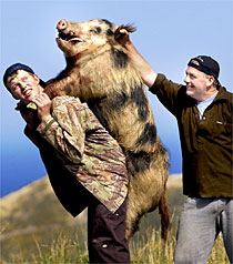 Pig hunting in New Zealand
97 kg (214 lb)  wild boar taken near Wellington NZ
