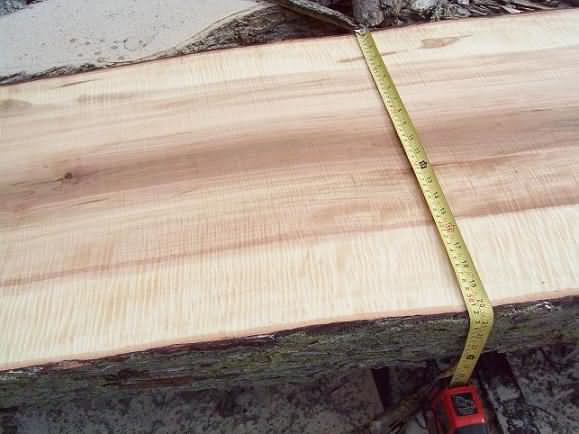 curly maple
