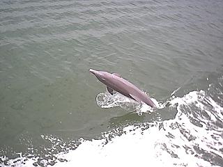 dolphin
