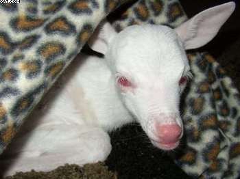 Albino Whitetail fawn
Found near Lethbridge, Alberta, Canada

It may have been abandoned by the mother.
