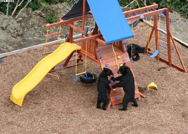 bears in playground 1
