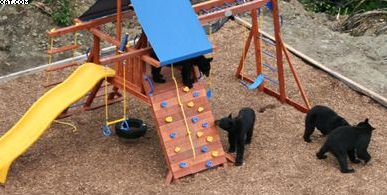 bears in playground 2
