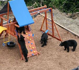 bears in playground 3

