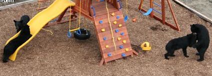 bears in playground 4
