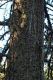 Spruce trunk.jpg