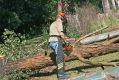 tiny-asy-chainsawing-1.jpg