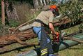 tiny-asy-chainsawing-2.jpg