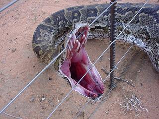 snake caught in fence-2

