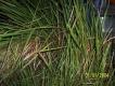 Cogon grass, Saw grass 002ff10.JPG