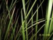 Cogon grass, Saw grass 003ff15.JPG