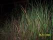Cogon grass, Saw grass 005ff14.JPG