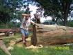sawing  cypressff12% 011.JPG