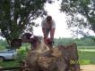 zo sawing big cypress 015.JPG
