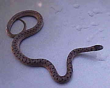 Baby Snake
