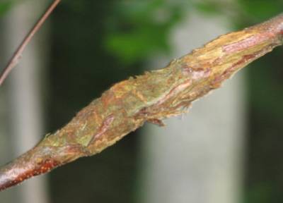 Advancing blight in early stage on branch
