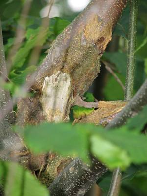 American Chestnut blight in the crown
