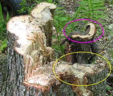 An ugly Red Maple stump.
Log becomes solid another 6 ft. above the back cut, which I made a tad high.

