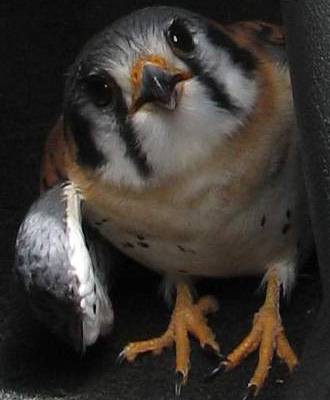 Stunned Sparrow Hawk 01
