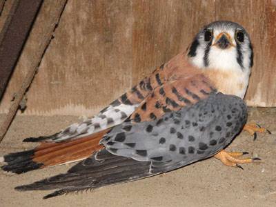 Stunned Sparrow Hawk 02
