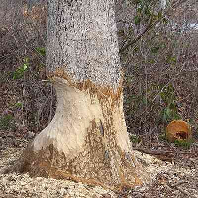 Beaver damage White Oak
