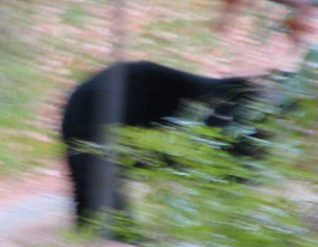 Black Bear (sneaking around)
