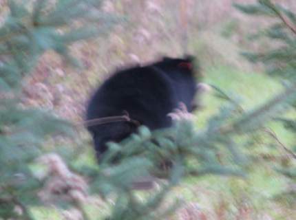 Black Bear Leaving
