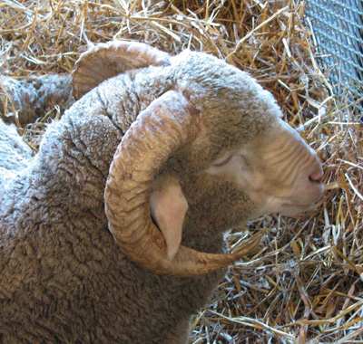 Ram
NYS (Rhinebeck) Sheep & Wool

