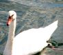 Swan1_2.jpg