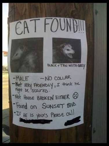 ATT00032
Lost cat
