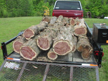 Load of cedar
