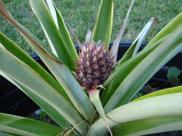 pineapple 2
