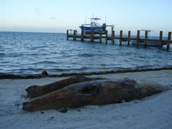 Beach Stump logs
