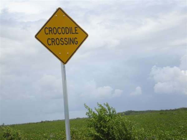 Crocodile Crossing2
