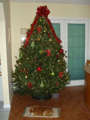 2010 Christmas tree
