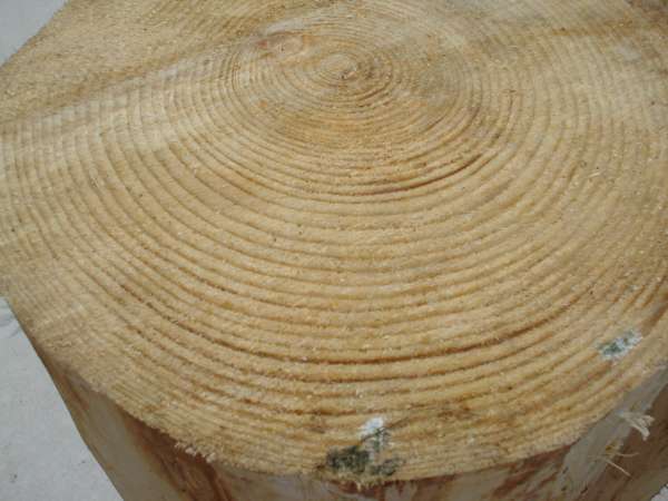Growth Rings3
