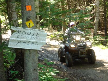 Mouse CRossing on Trails
