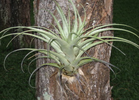 Airplant
