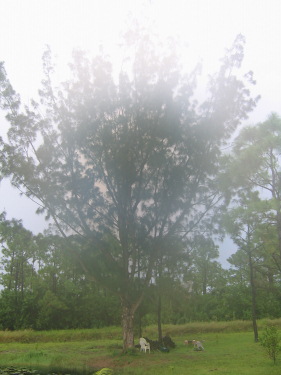 Australian Pine
