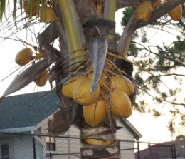 Golden Coconuts
