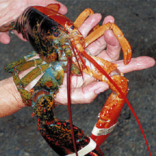 Rare Lobster
