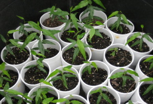 Mahogany Seedlings
