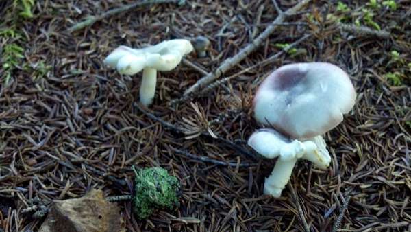 Mushroom6.jpg