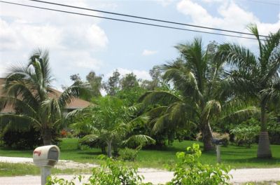 Neighbors Coconuts

