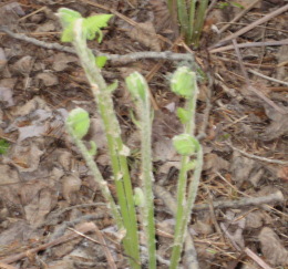 Wrong Fiddleheads to eat
