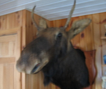 Spike Horn Moose
