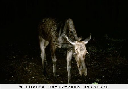 Wildlife Camera
