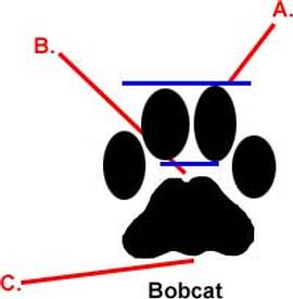 Bobcat
