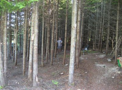 Fir and Spruce Thinning
