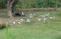 Egrets.jpg