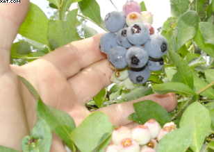 blue berries
